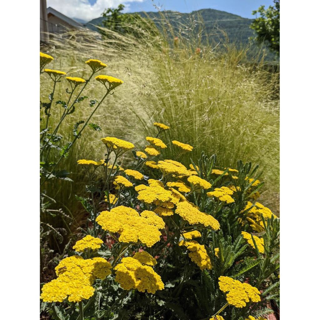 Achillea Little Moonshine - Filzige Schafgarbe