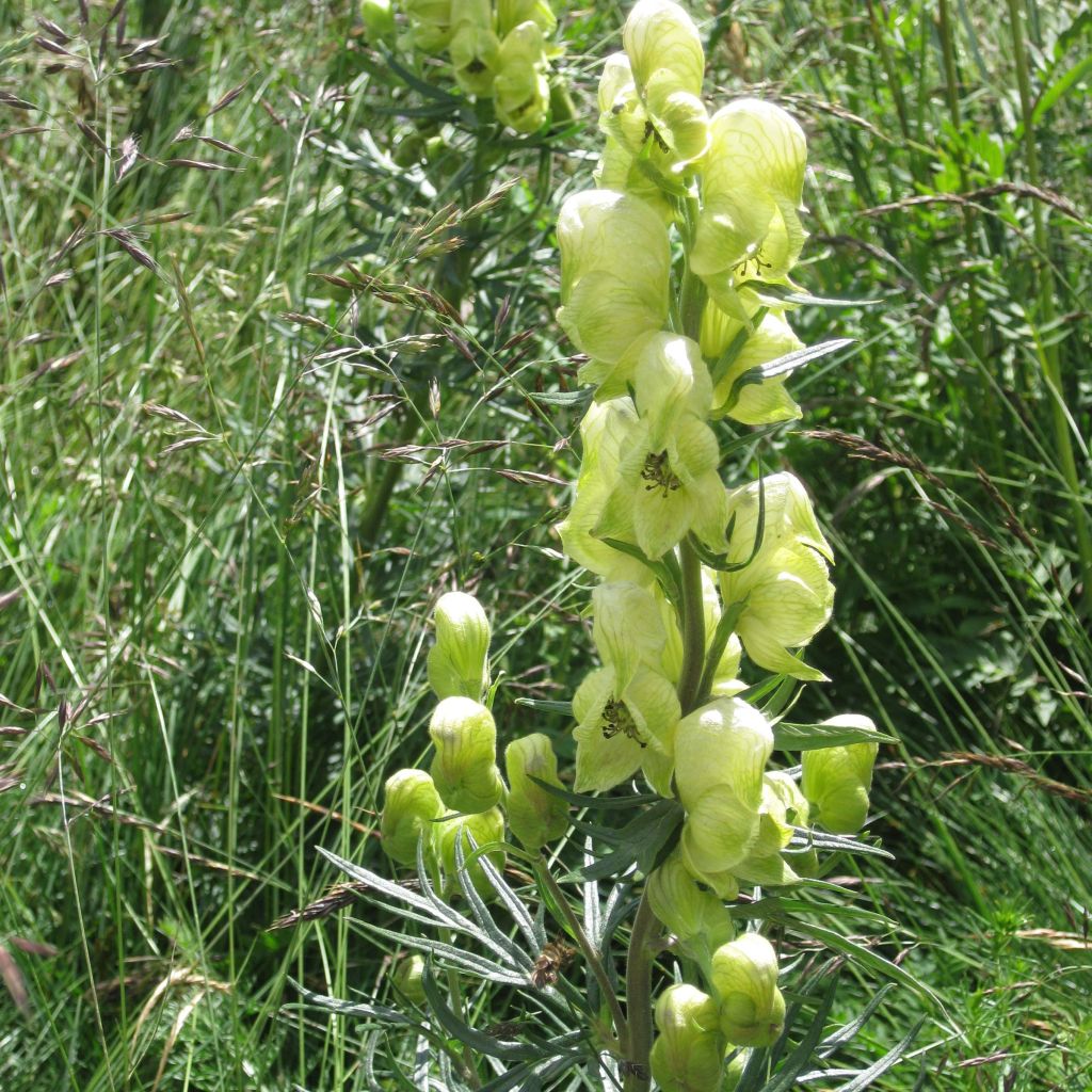 Aconitum anthora - Blassgelber Eisenhut