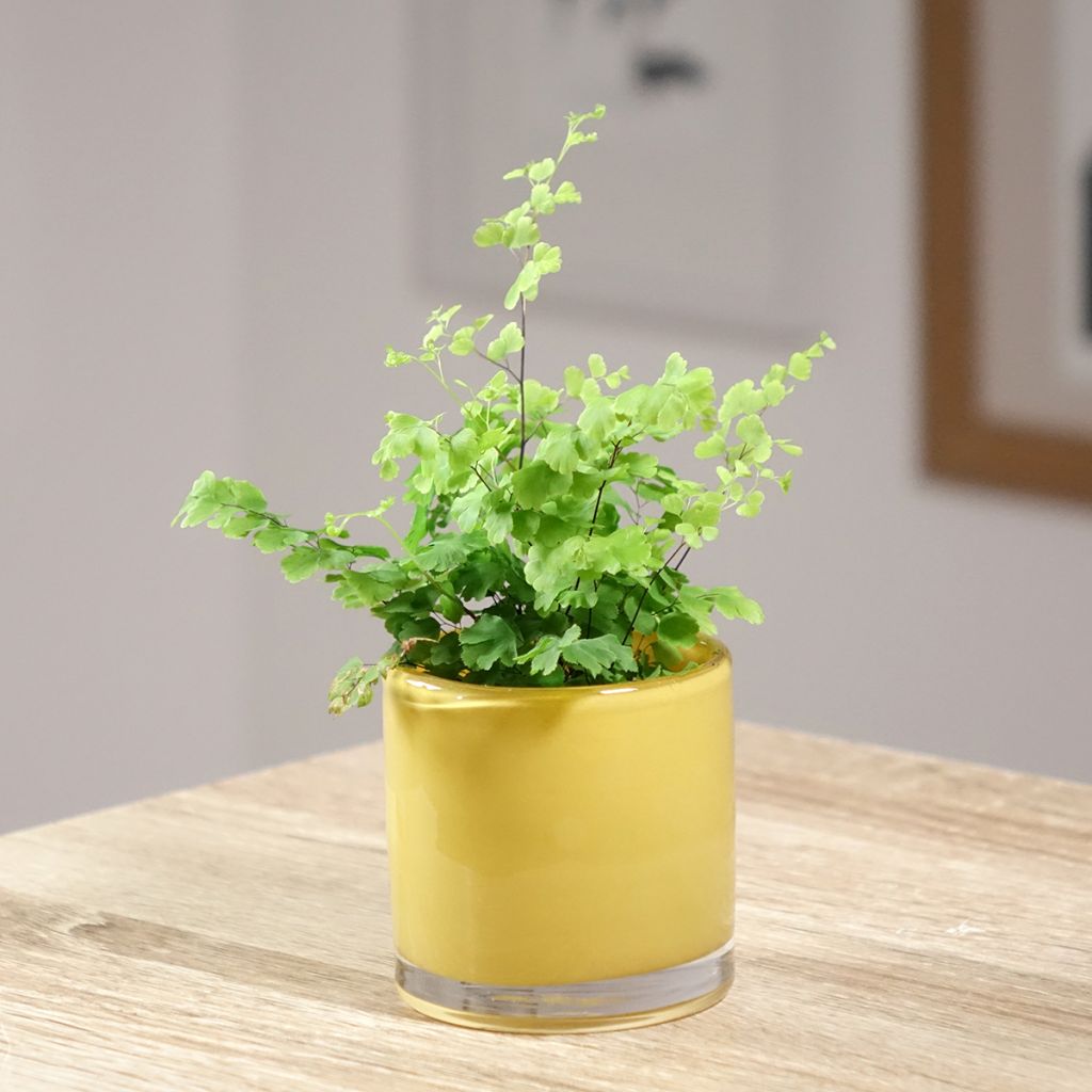 Adiantum Fritz Lüthi - Zwerg-Pfauenradfarn