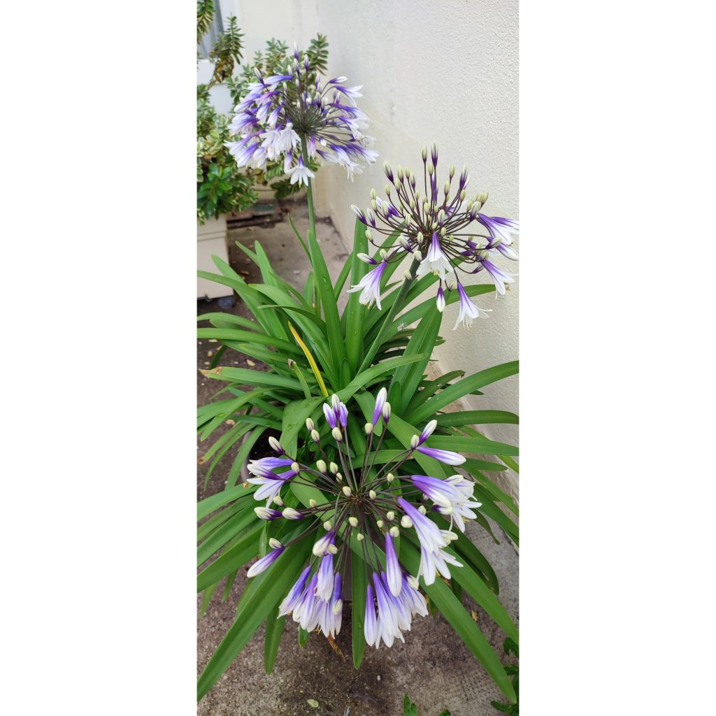 Agapanthus Fireworks - Schmucklilie