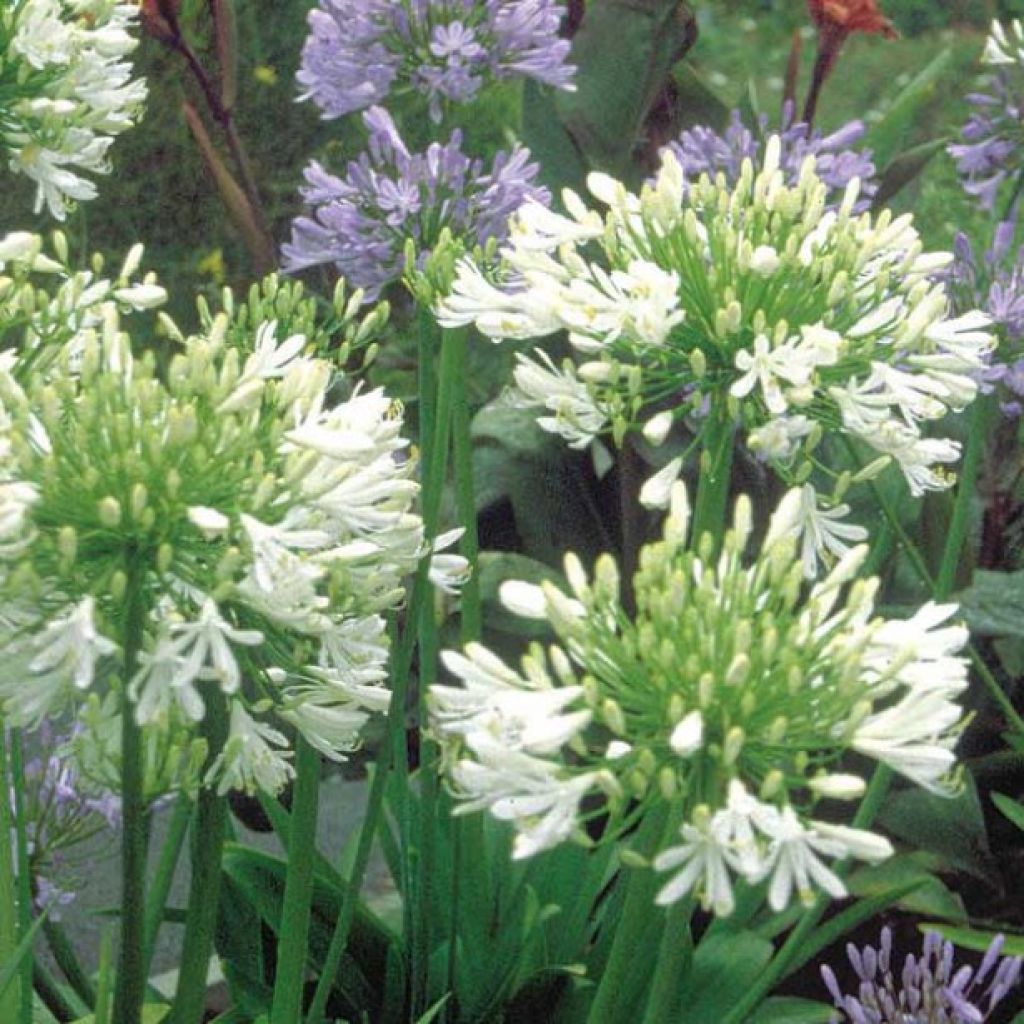 Agapanthe umbellatus Albus