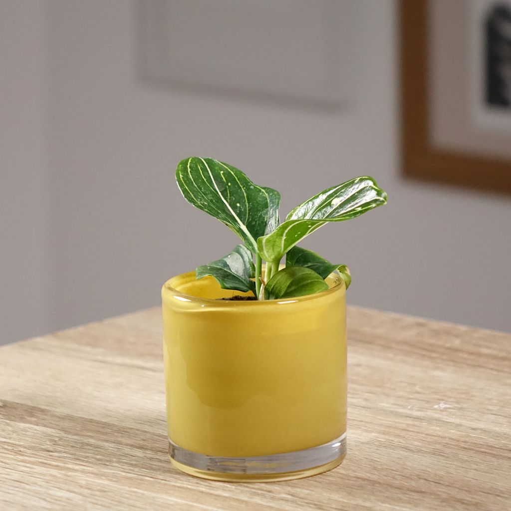 Aglaonema Toms Pride - Kolbenfaden