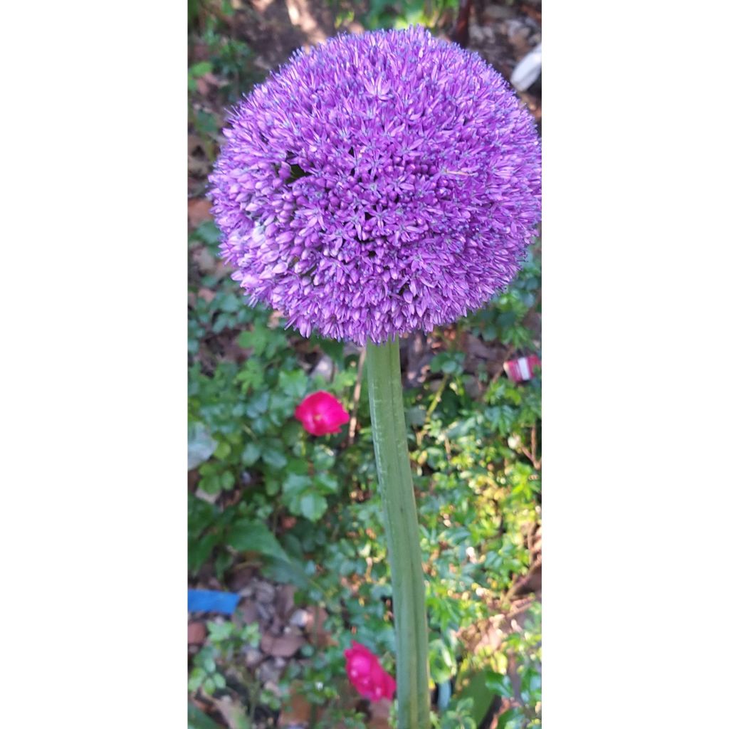 Allium Ambassador - Zierlauch