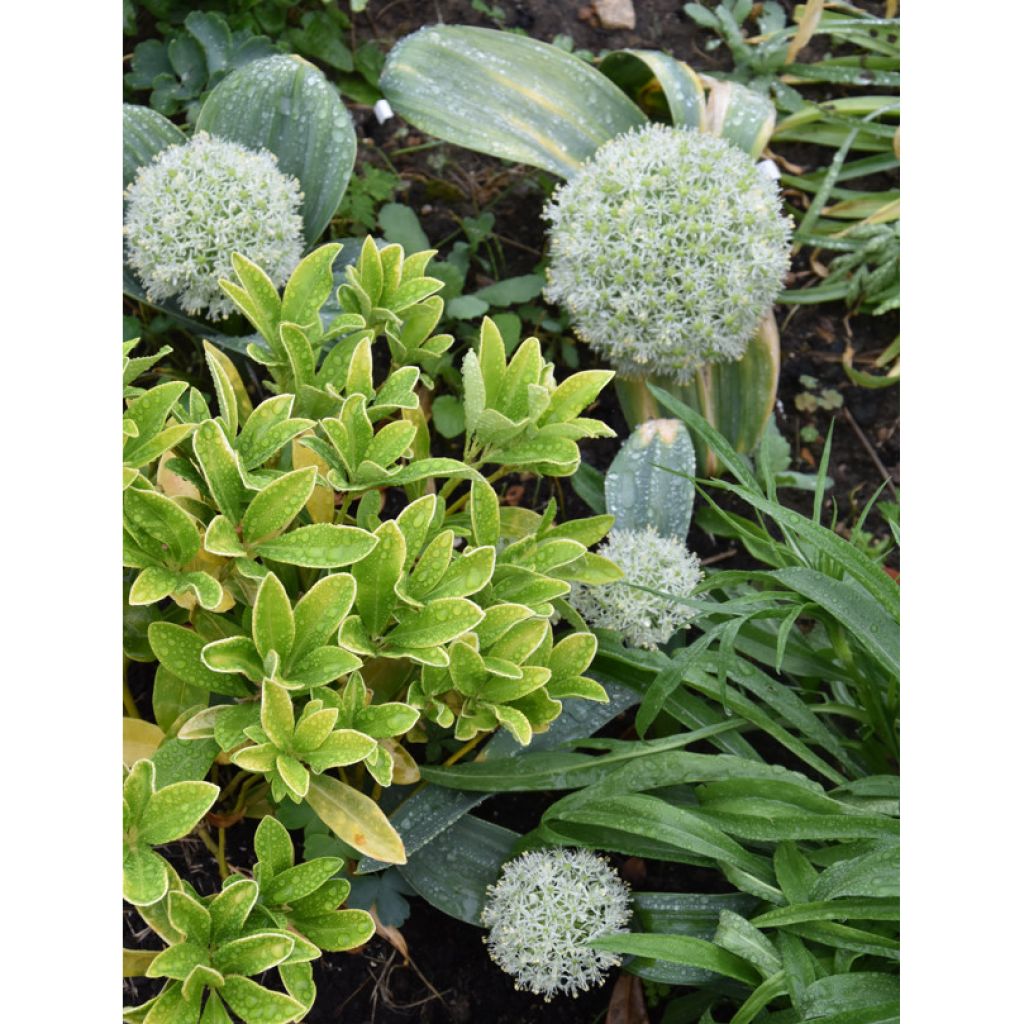 Allium karataviense - Blauzungen-Lauch