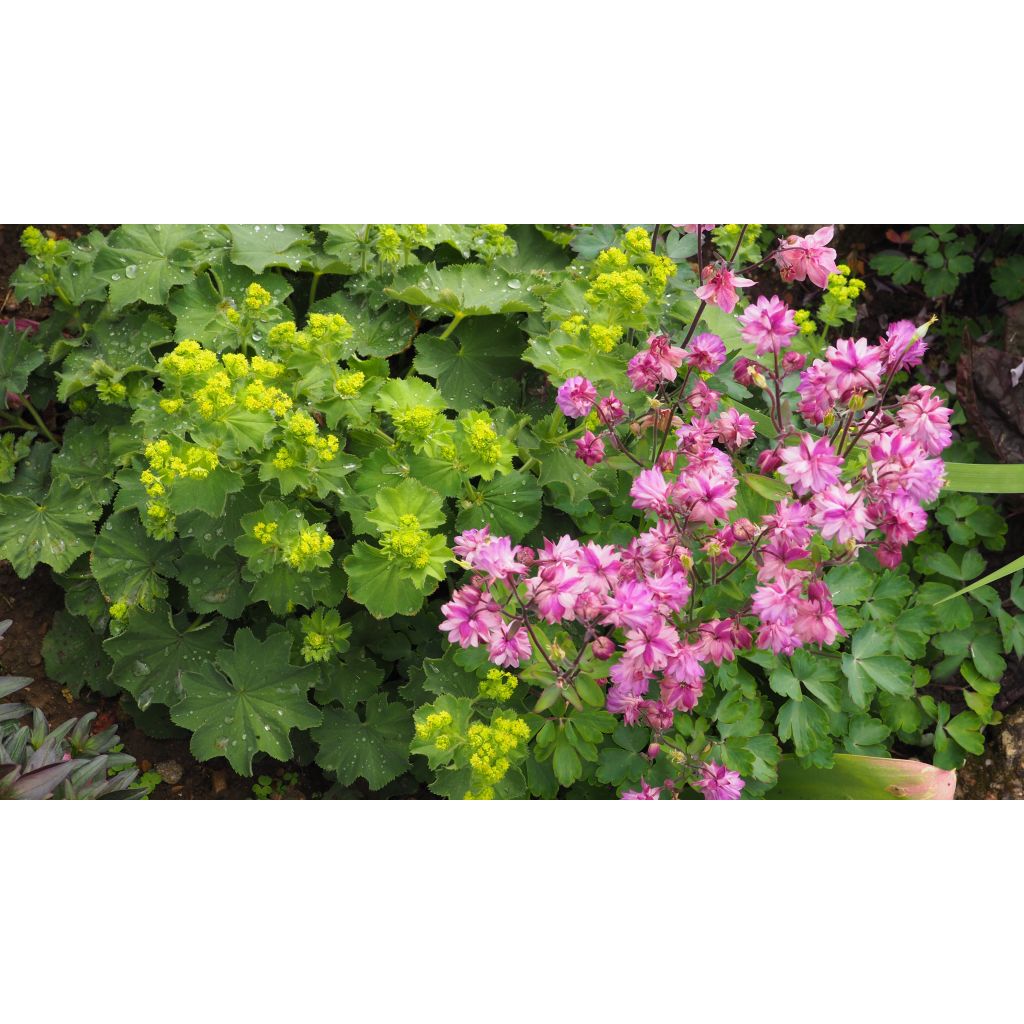 Alchemilla mollis - Weicher Frauenmantel