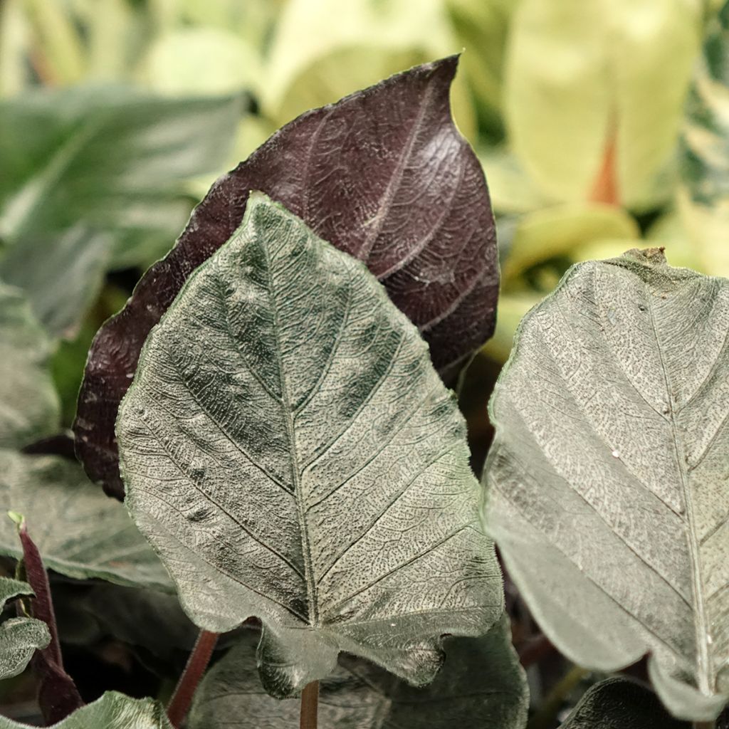 Alocasia Antoro Velvet - Pfeilblattphant