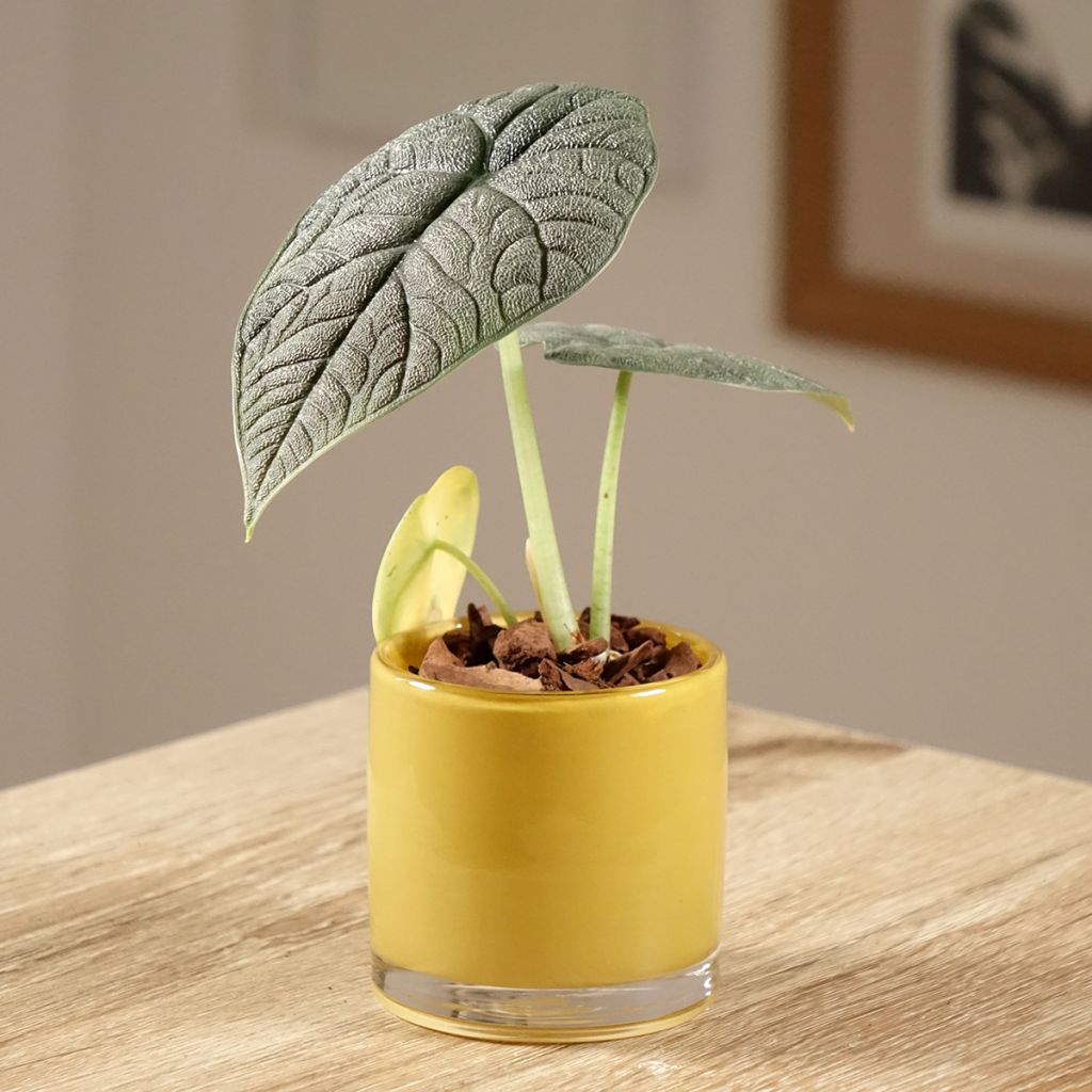 Alocasia melo - Pfeilblatt