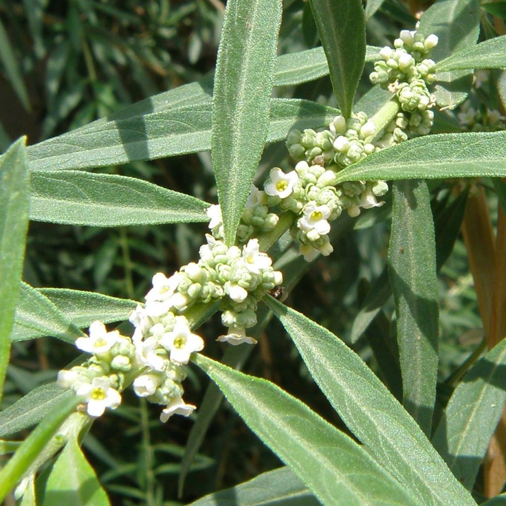 Zitronenstrauch - Aloysia polystachia