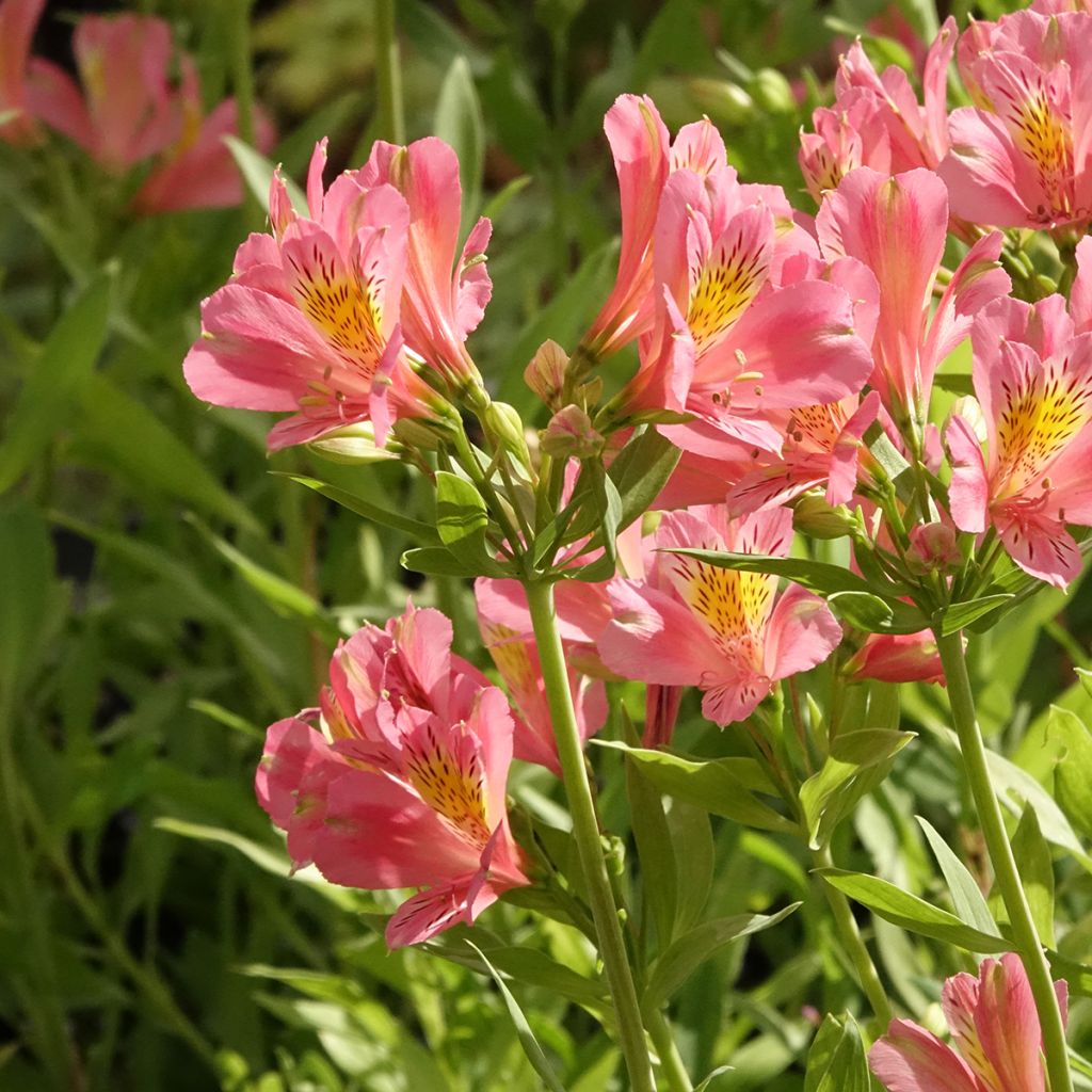 Alstroemeria Duc d'Anjou Pierre - Inkalilie