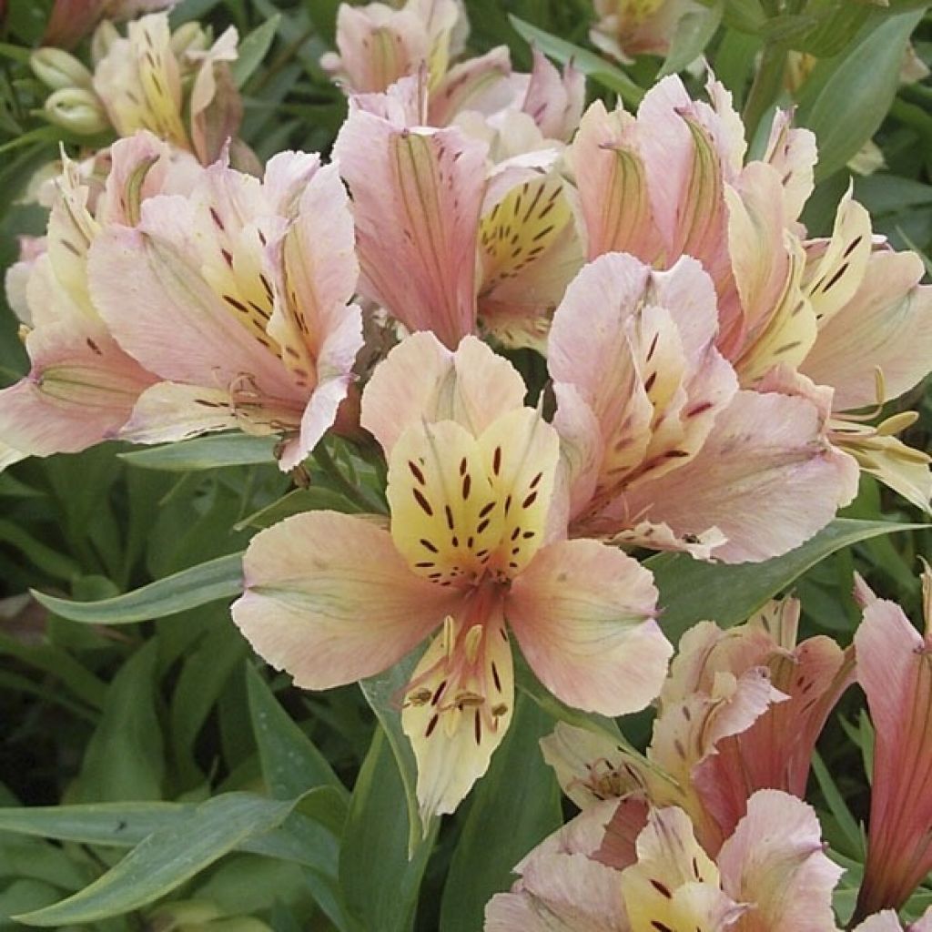 Alstroemeria Inca Ice - Inkalilie