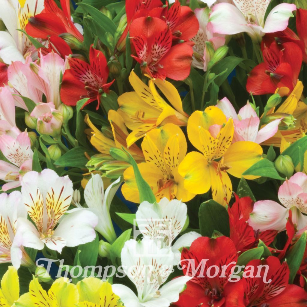 Alstroemeria Ligtu Hybrids (Samen) - Inkalilie