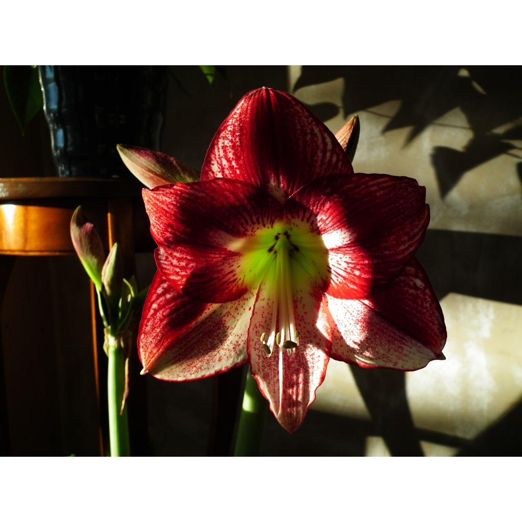Hippeastrum Flamenco Queen - Ritterstern