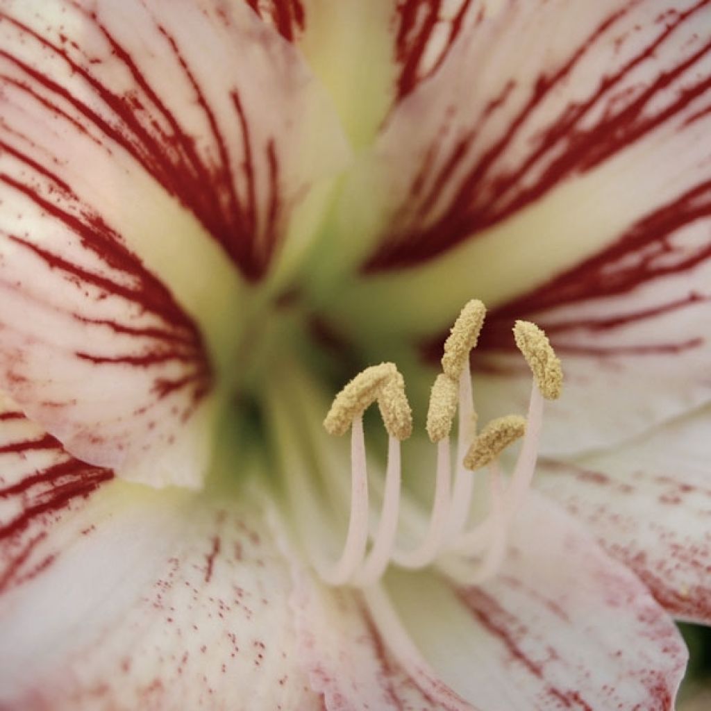 Hippeastrum Hurricane - Ritterstern