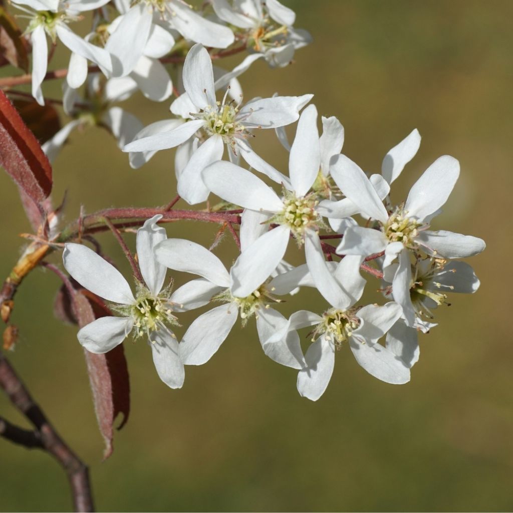 Amelanchier lamarckii - Kanadische Felsenbirne