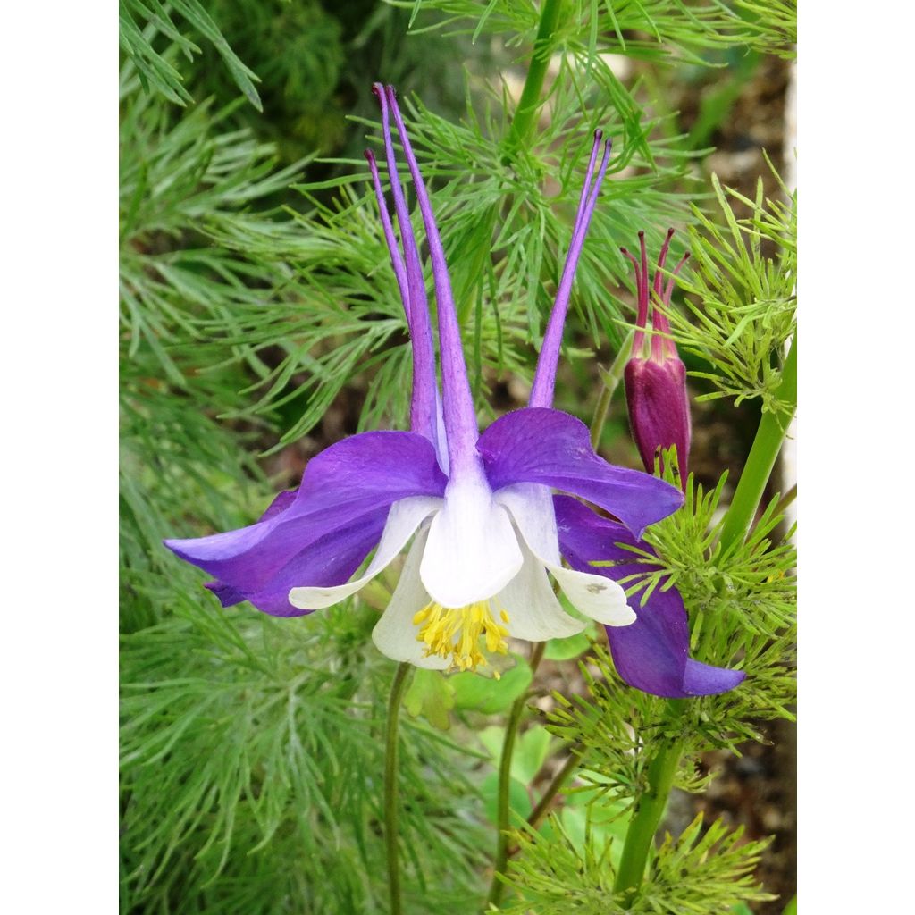 Aquilegia Mac Kana (Samen) - Langspornige Akelei