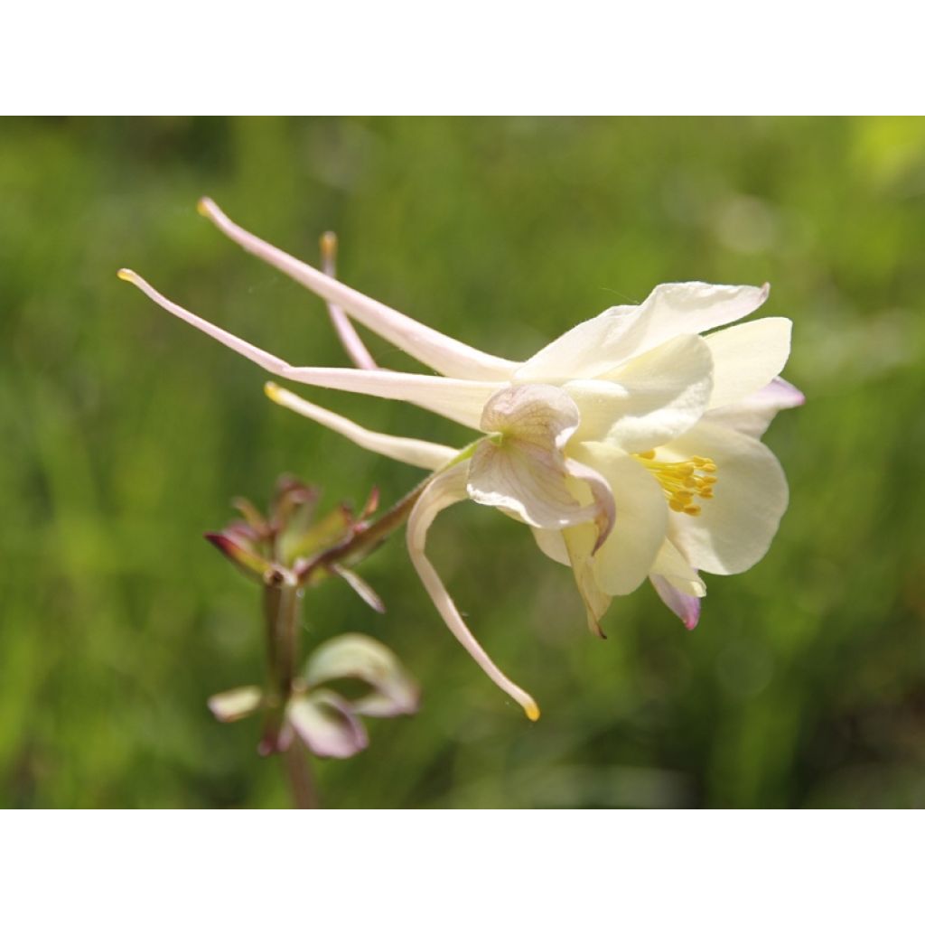 Aquilegia Mac Kana (Samen) - Langspornige Akelei