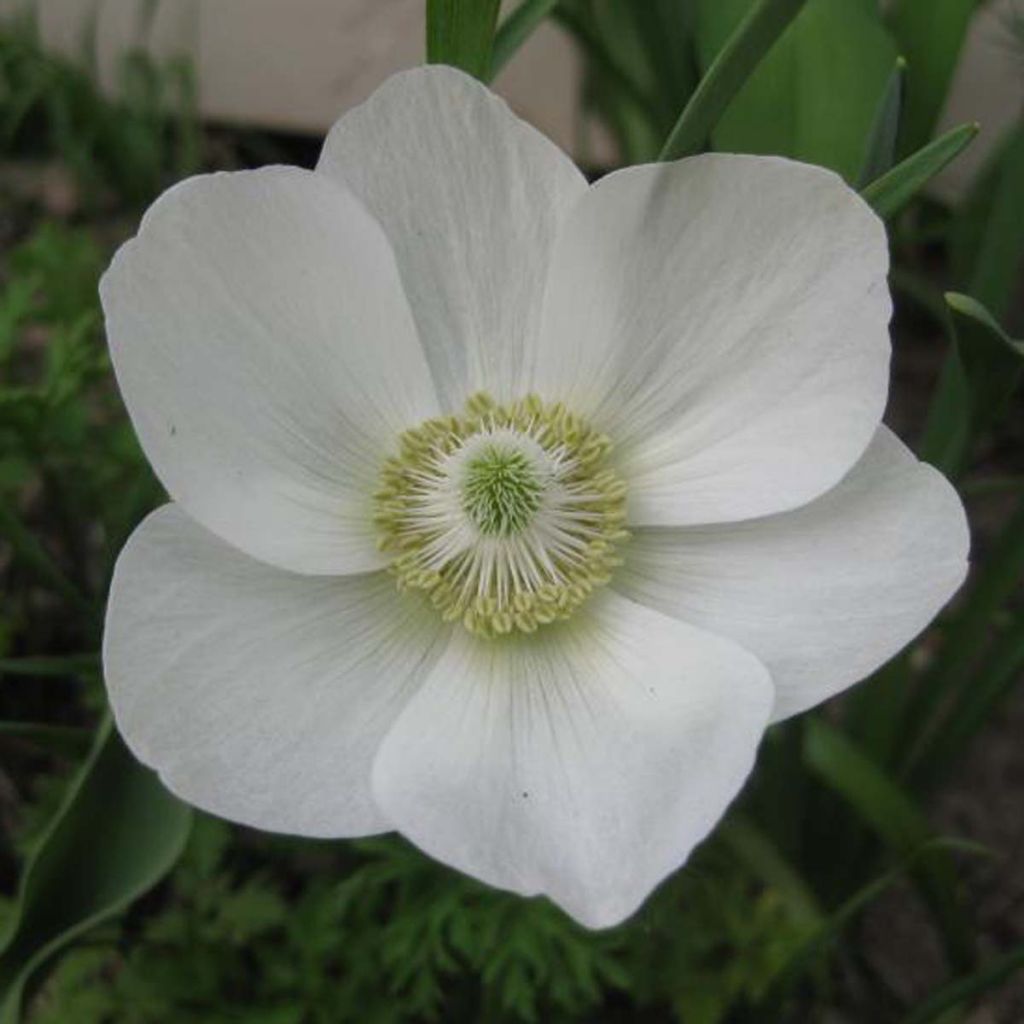 Anemone coronaria The Bride - Kronen-Anemone