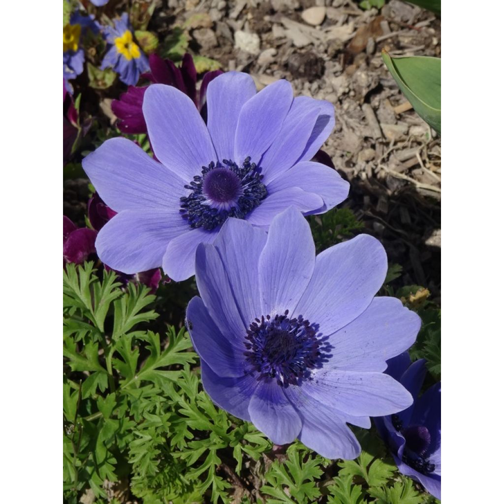 Anemone coronaria Mr Fokker - Kronen-Anemone
