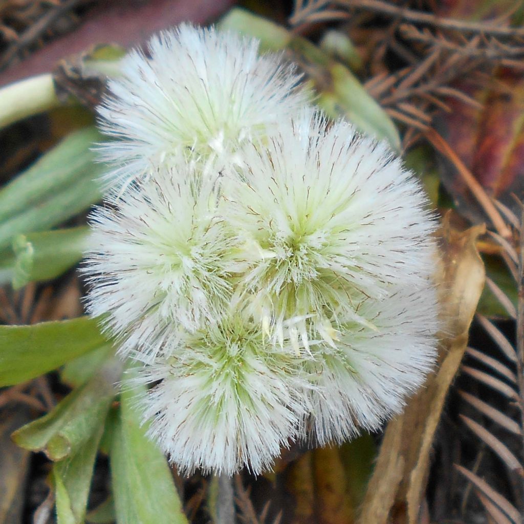 Antennaria plantaginifolia - Wegerichblättriges Katzenpfötchen