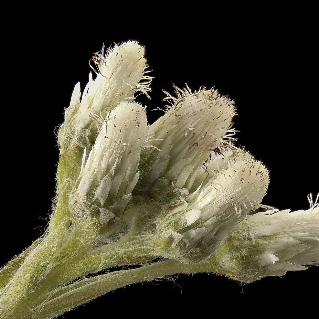 Antennaria plantaginifolia - Wegerichblättriges Katzenpfötchen