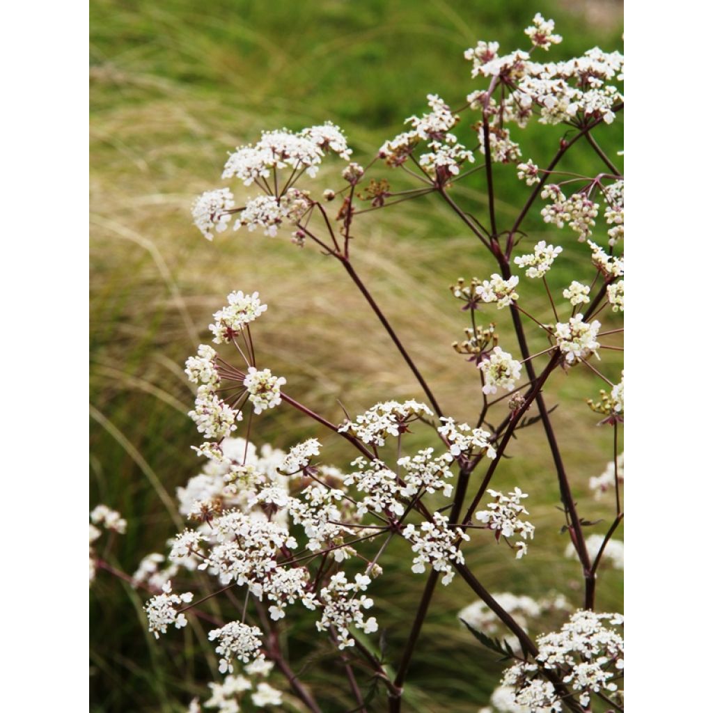 Wiesen-Kerbel Ravenswing - Anthriscus sylvestris