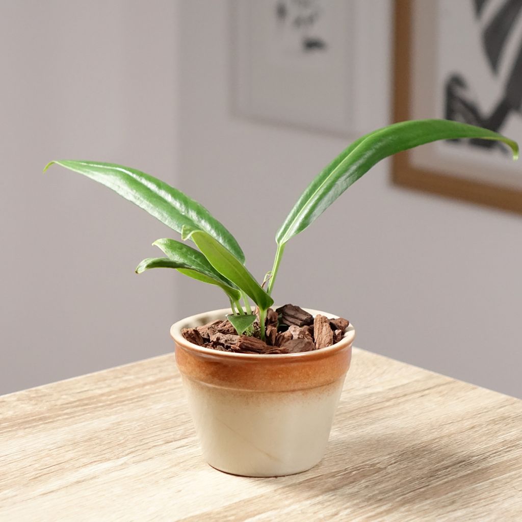 Flamingoblumen - Anthurium bakeri