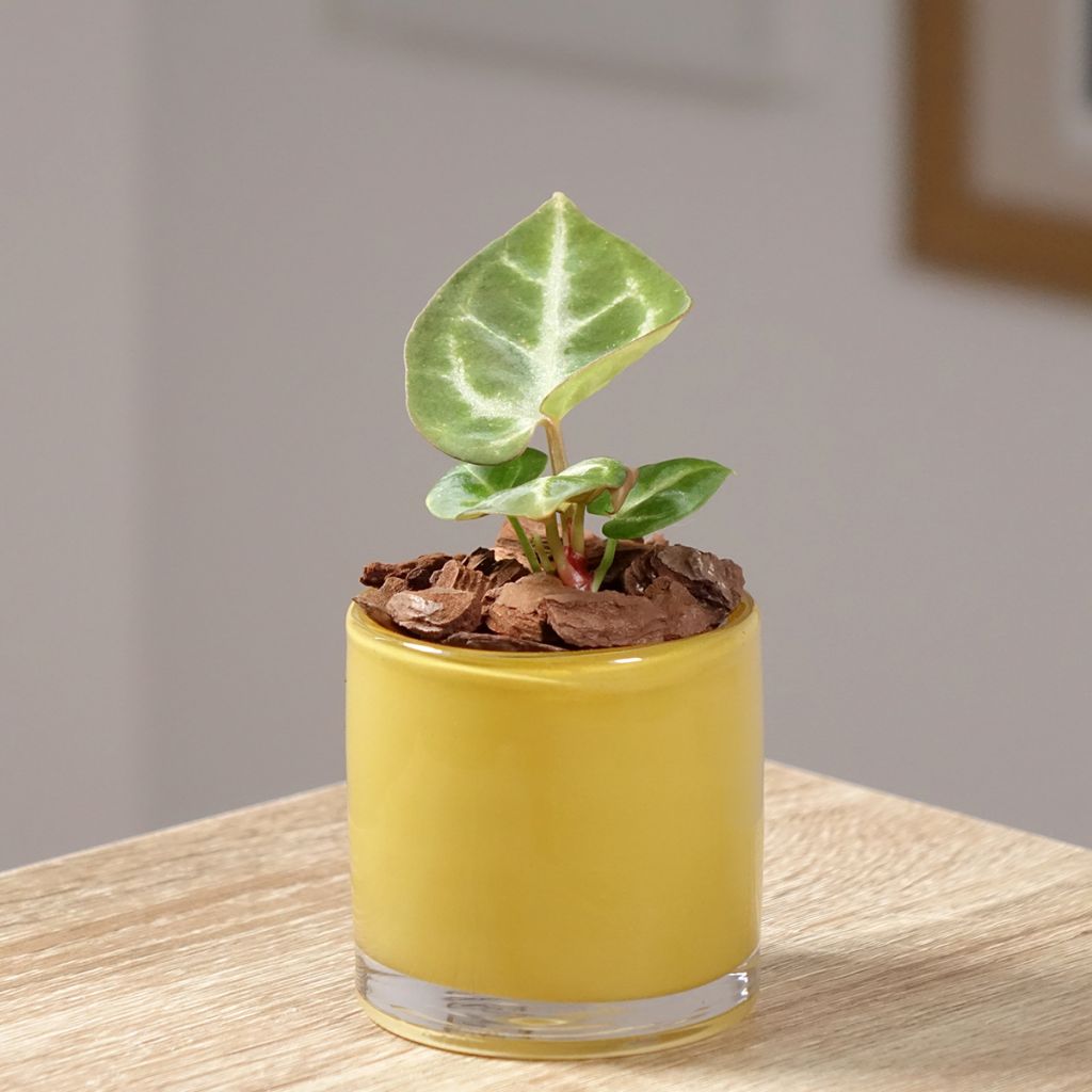 Flamingoblumen - Anthurium Crystal Hope