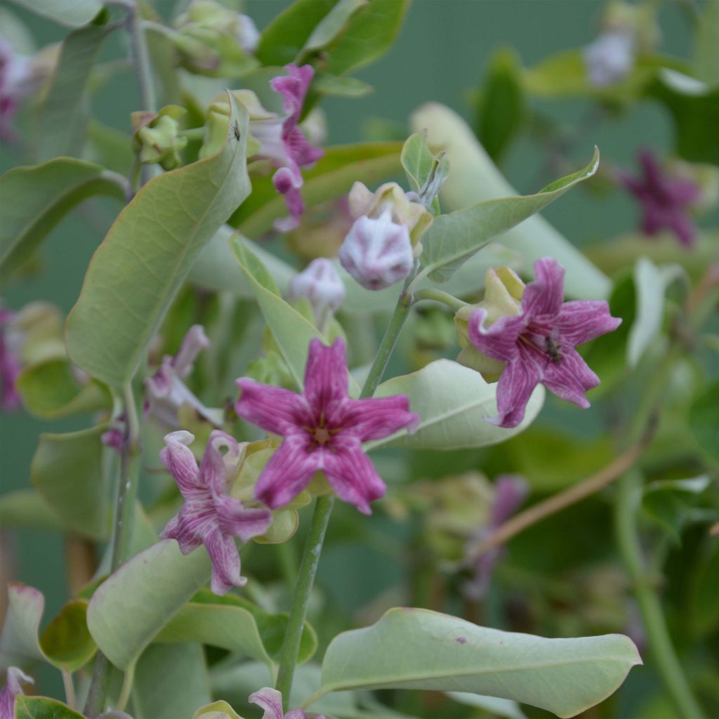 Araujia sericifera - Araujie