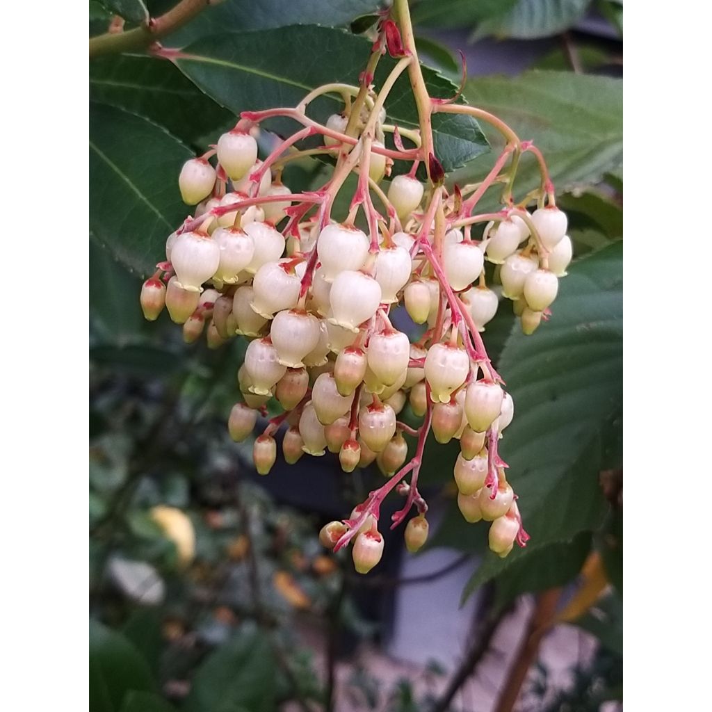 Westlicher Erdbeerbaum - Arbutus unedo