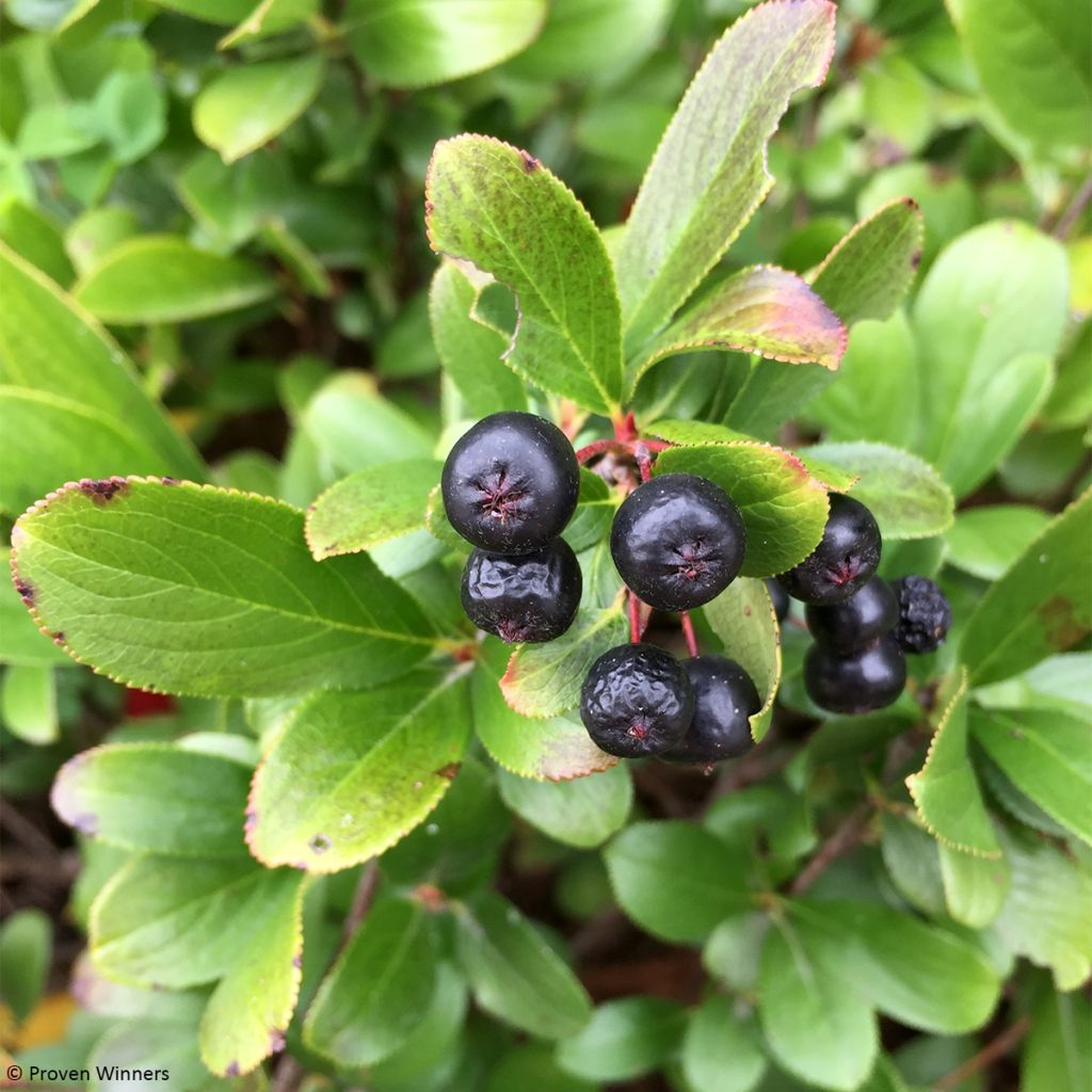 Aronia melanocarpa REVONTULI® MOUND Proven Winners®