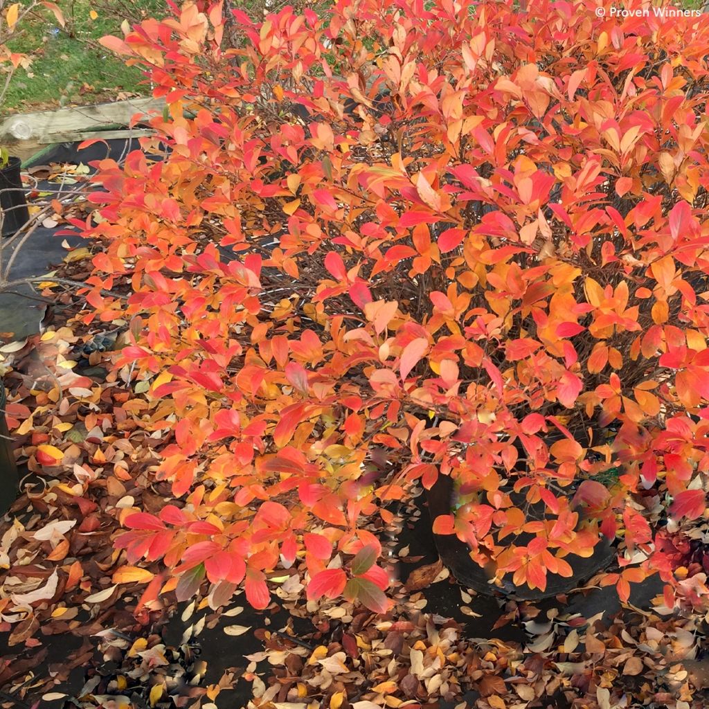 Aronia melanocarpa REVONTULI® MOUND Proven Winners®
