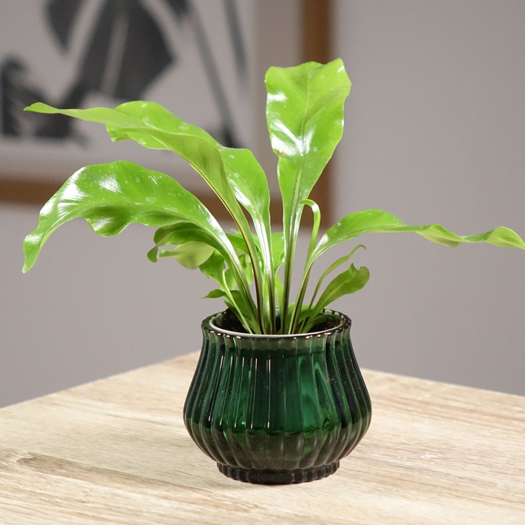 Asplenium nidus - Vogel-Nestfarn