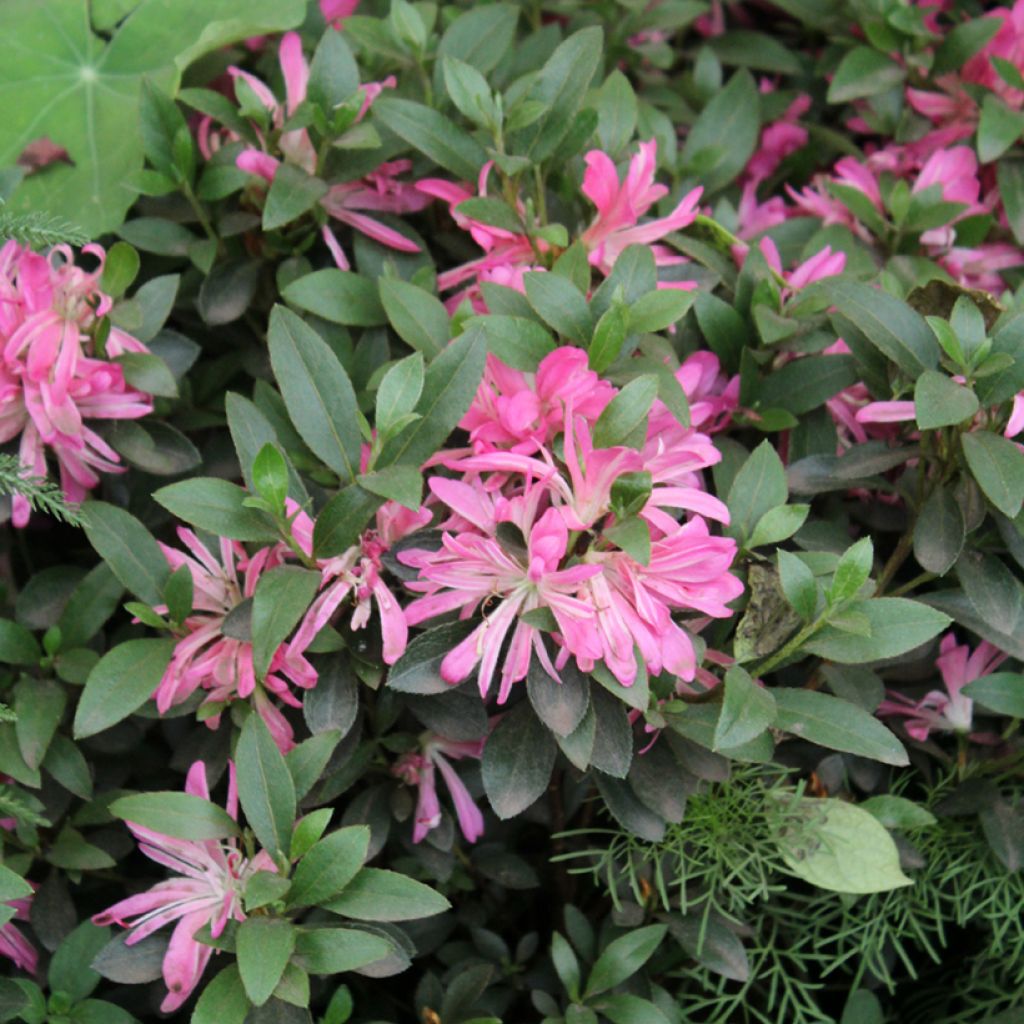 Japanische Azalee Pink Star - Azalea