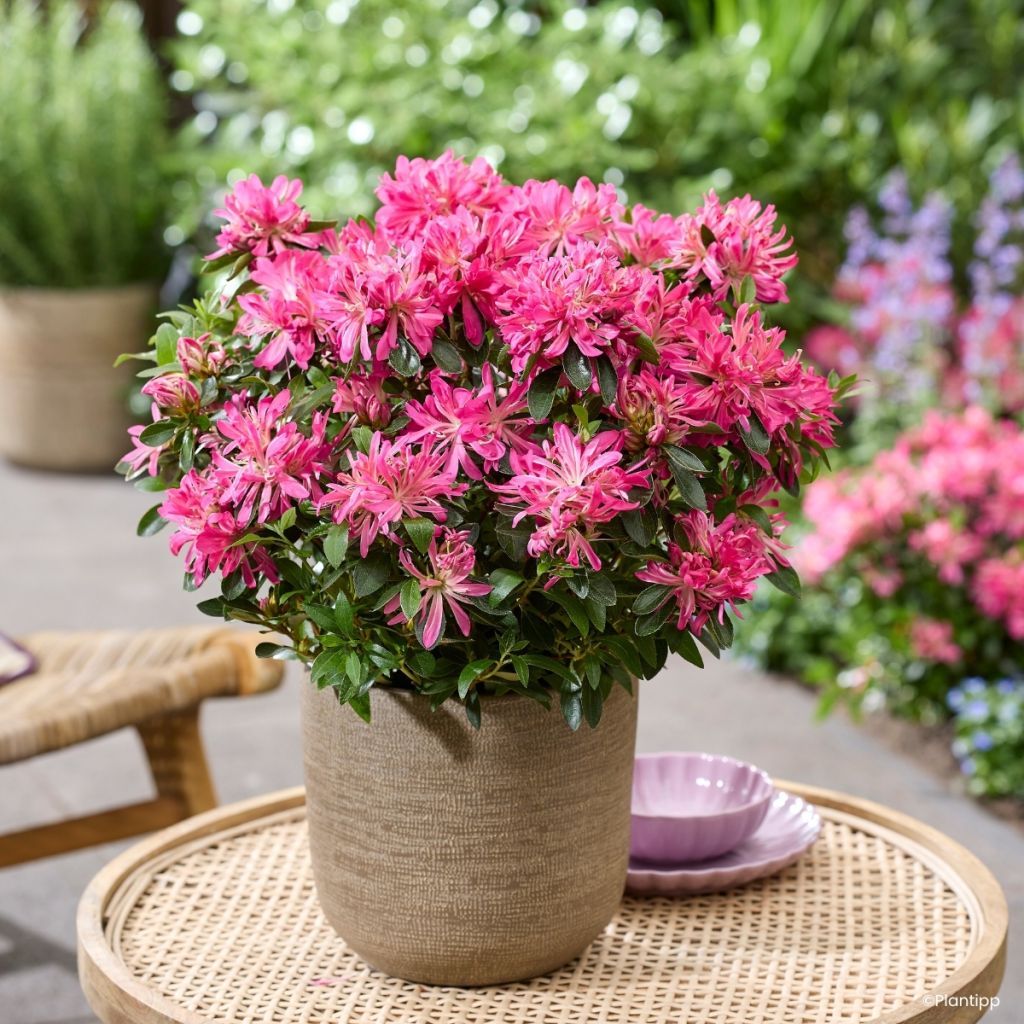 Japanische Azalee  Pink Star - Azalea