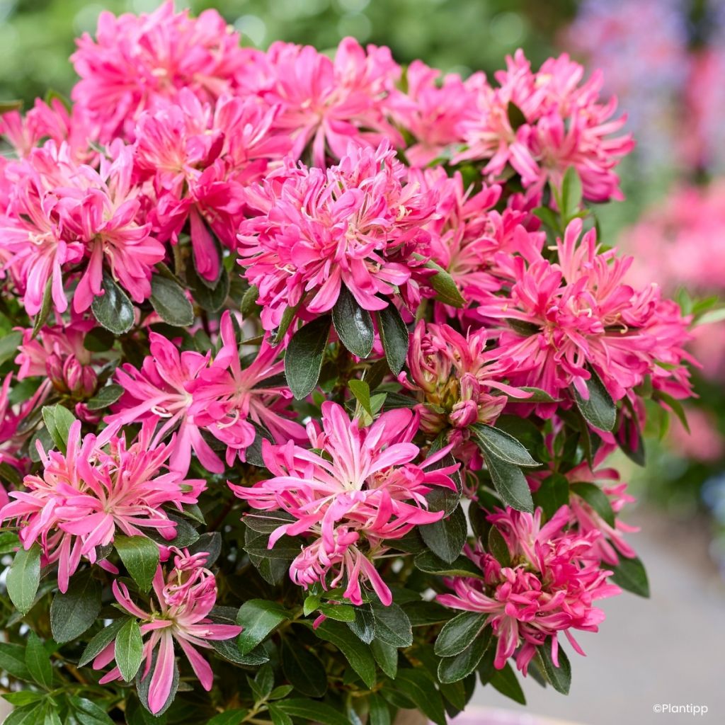 Japanische Azalee Pink Star - Azalea