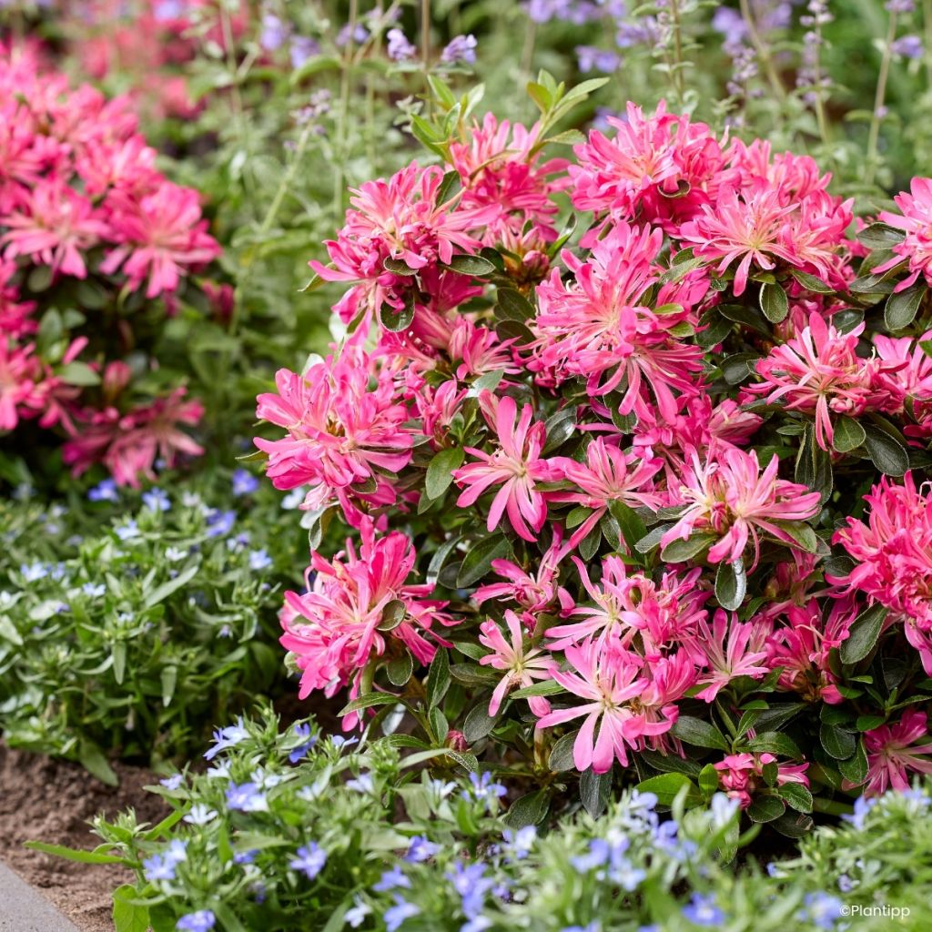 Japanische Azalee  Pink Star - Azalea