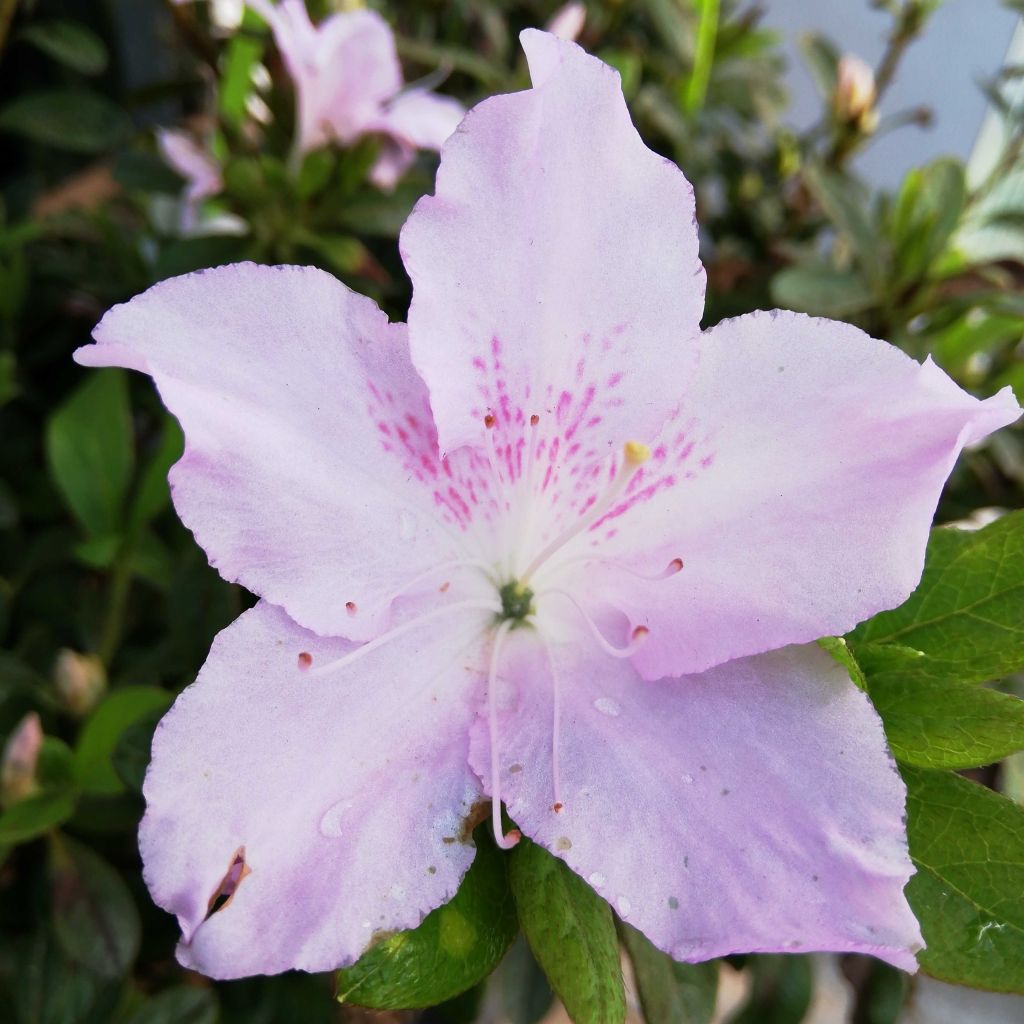 Japanische Azalee ENCORE Ivory - Azalea
