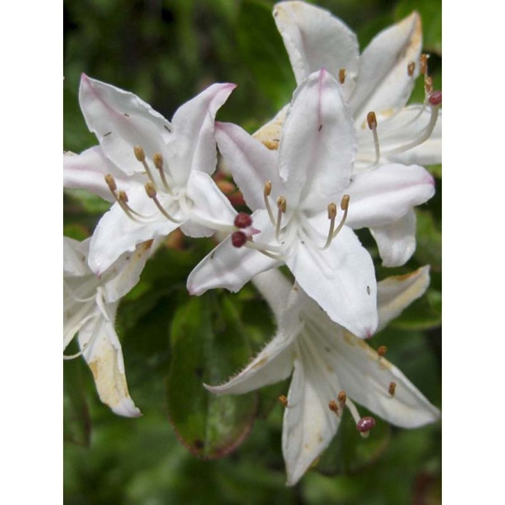 Sommergrüne Azalee Viscosa - Azalea mollis
