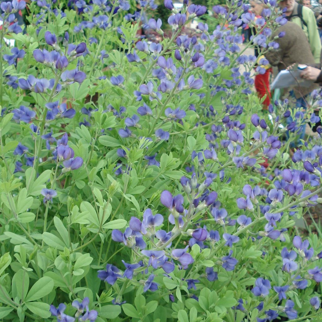 Baptisia australis - Färberhülse