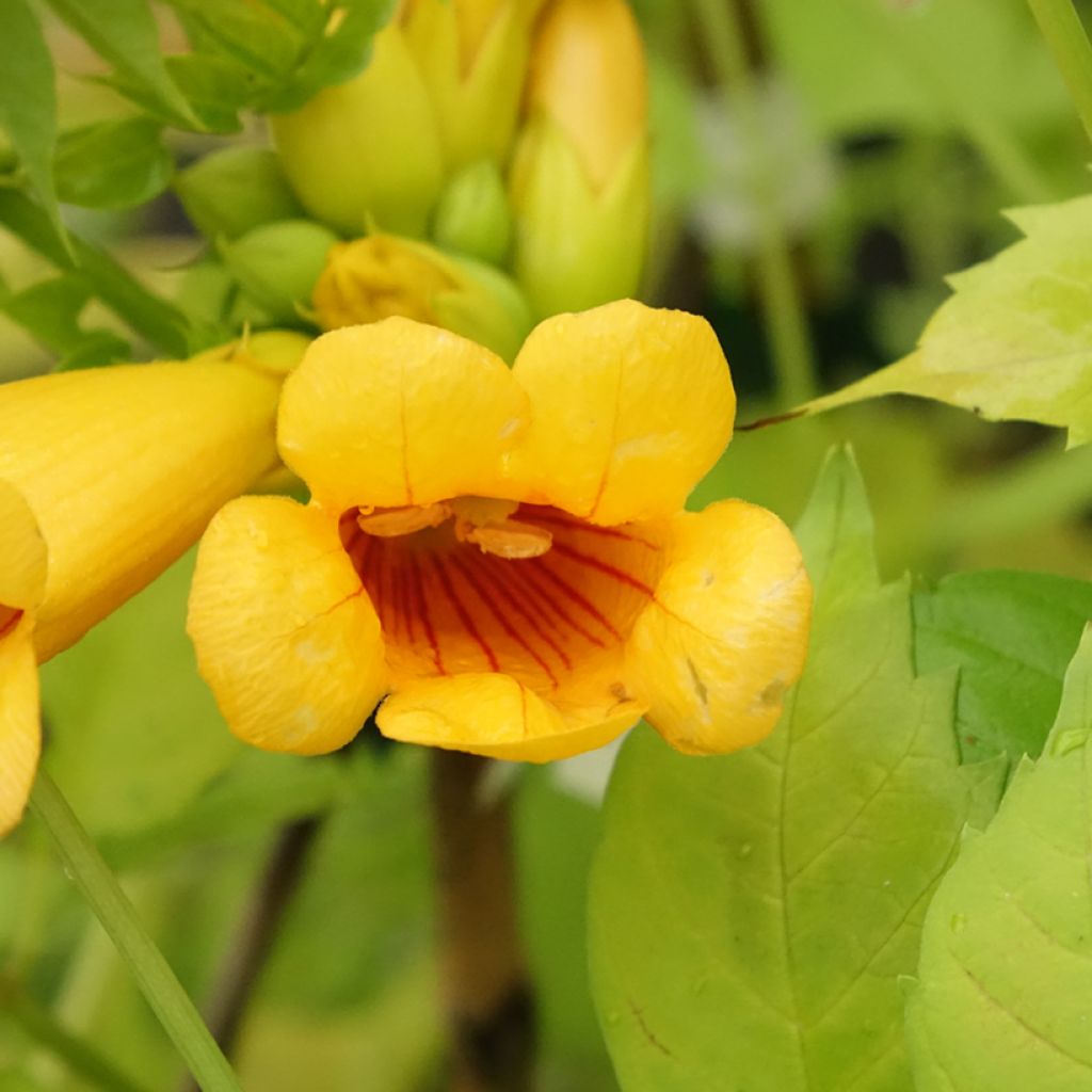 Campsis tagliabuana Golden Trumpet - Große Klettertrompete