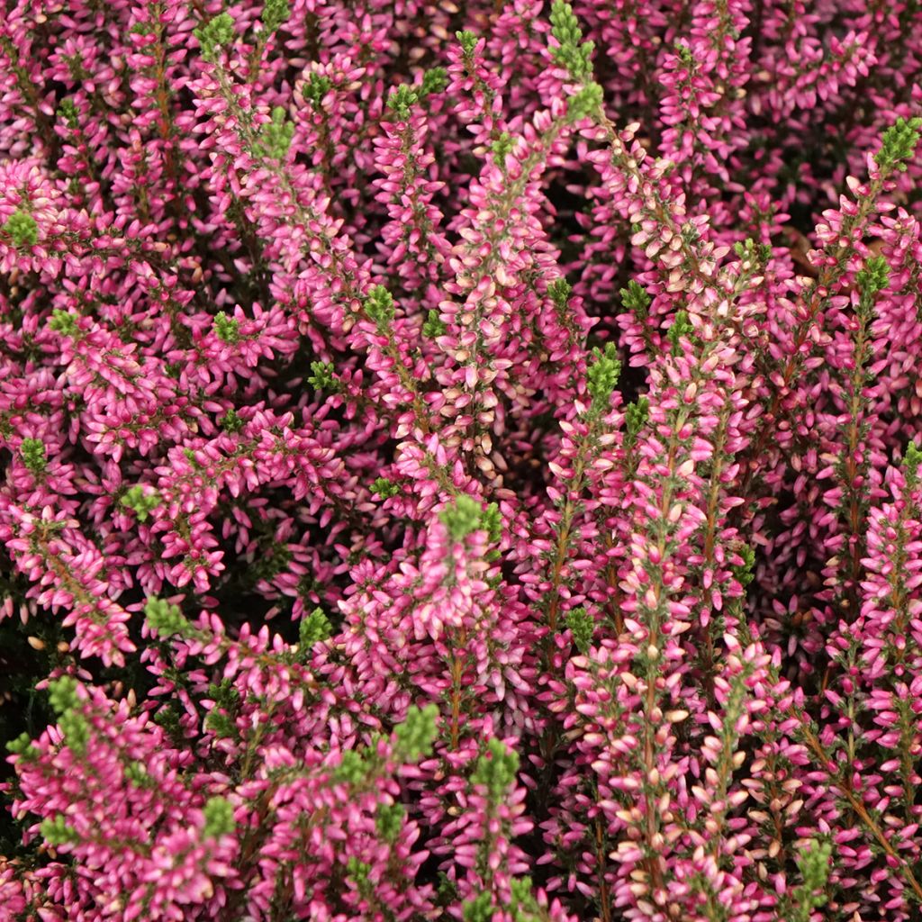 Besenheide Garden Girls Rosita - Calluna vulgaris