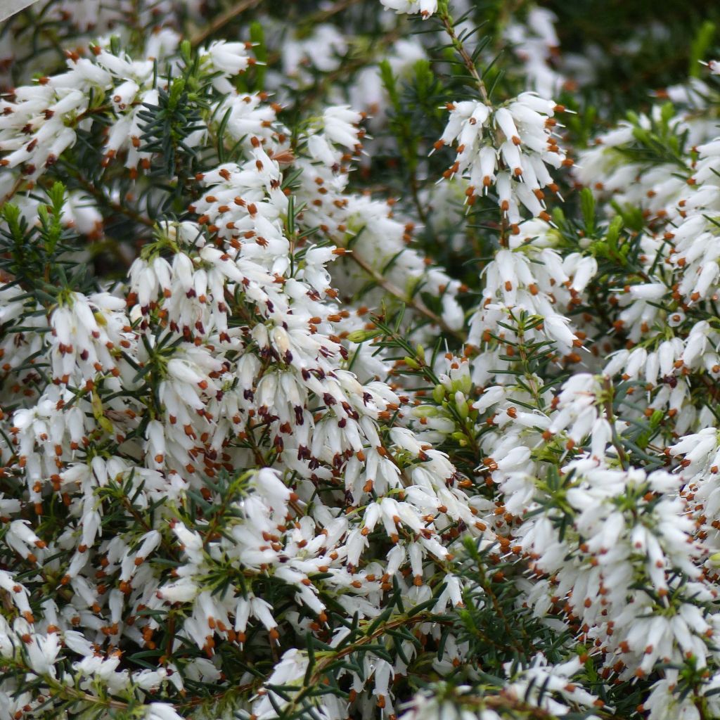 Schnee-Heide Springwood White - Erica carnea