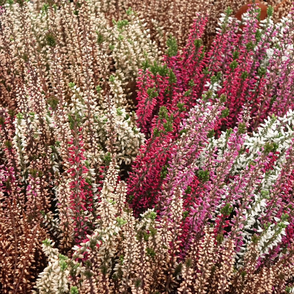 Besenheide Garden Girls Trio Mix - Calluna vulgaris