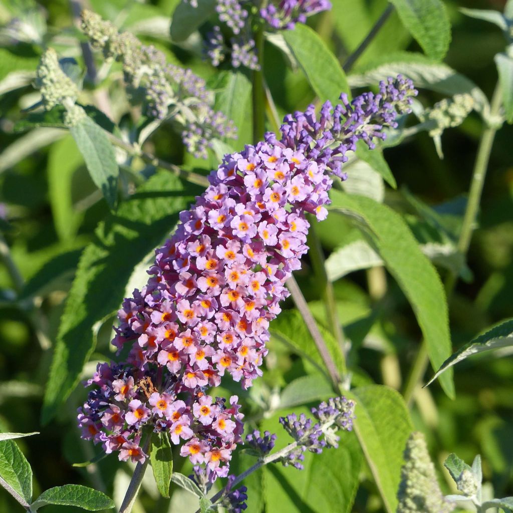 Buddleja Flower Power - Sommerflieder