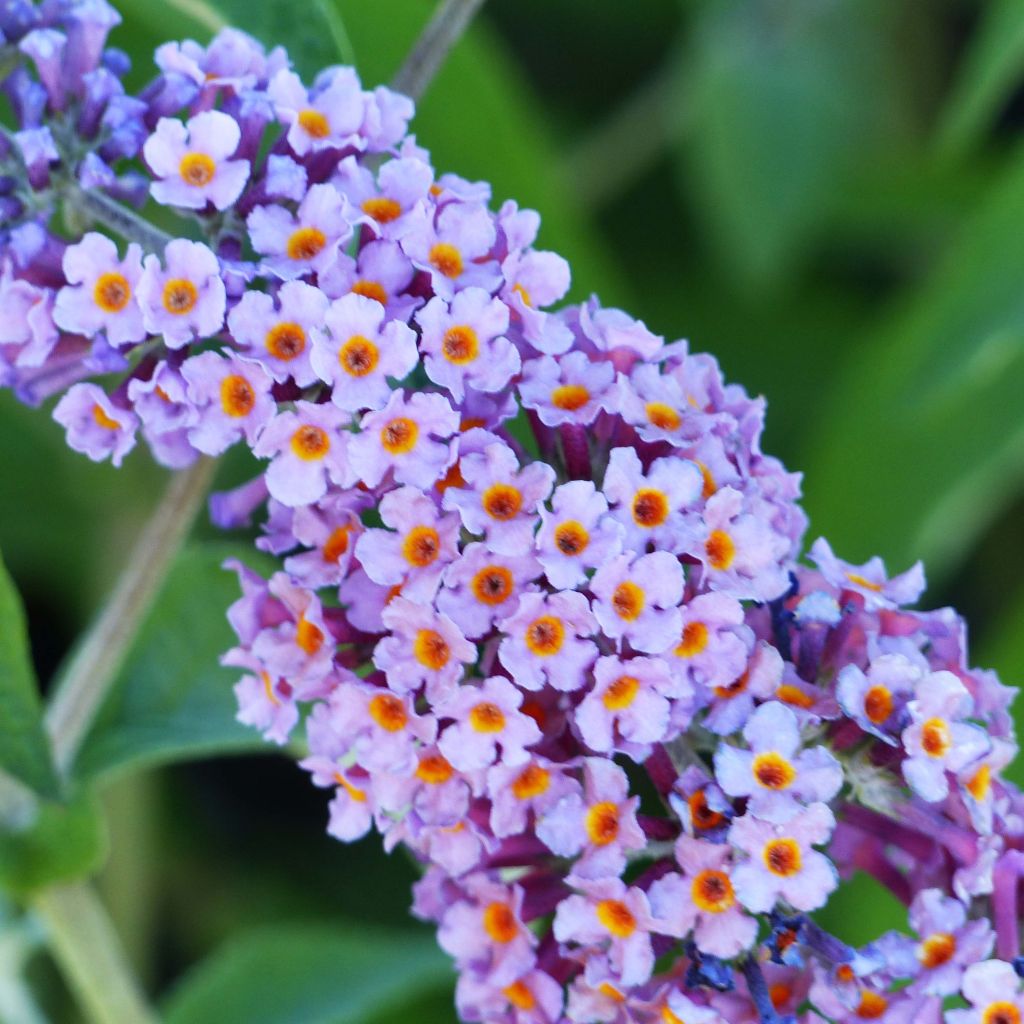 Buddleja Flower Power - Sommerflieder
