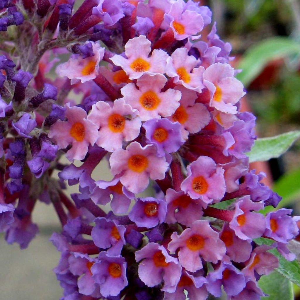 Buddleja Flower Power - Sommerflieder