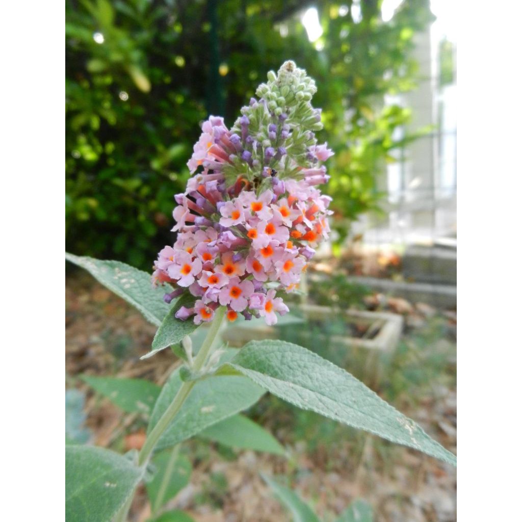 Buddleja Flower Power - Sommerflieder