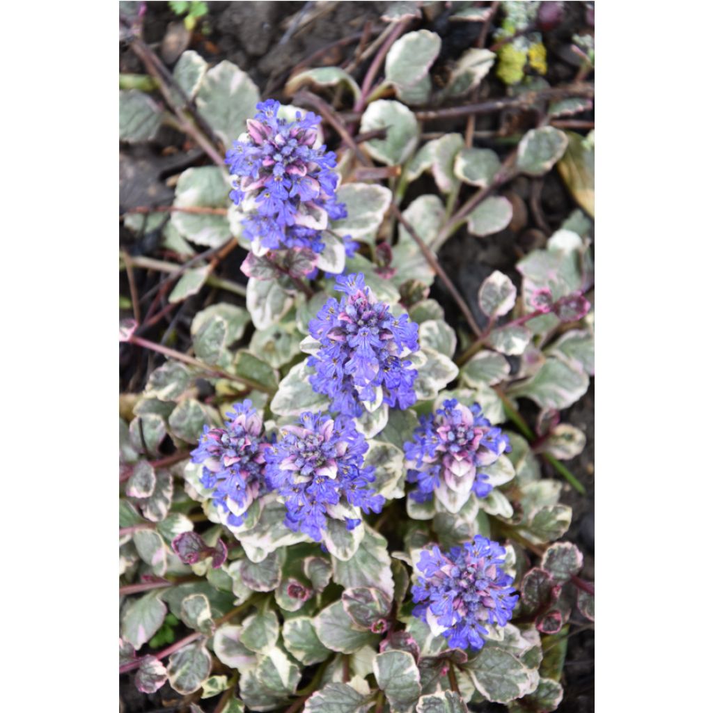 Ajuga reptans Burgundy Glow - Kriechender Günsel