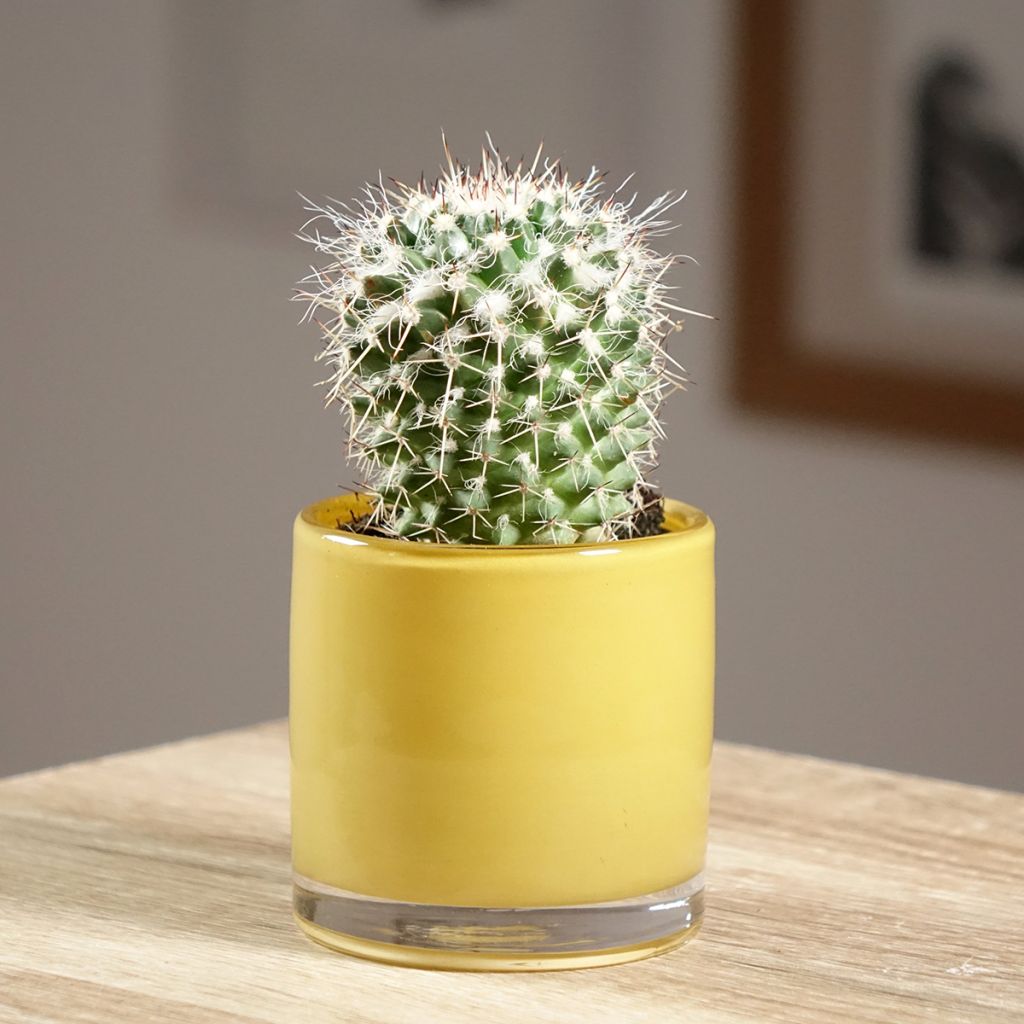 Kaktus - Mammillaria compressa