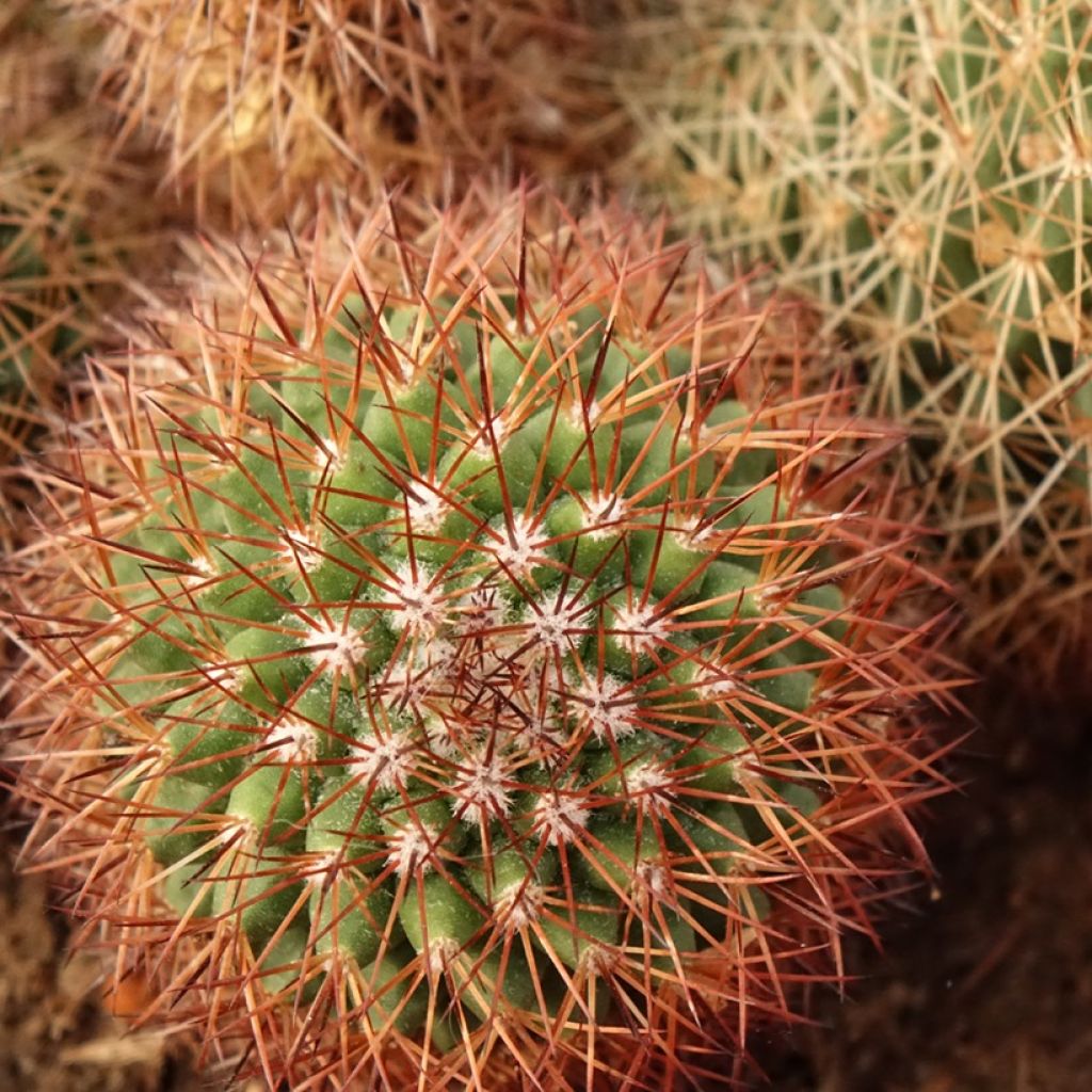 Kaktus - Mammillaria ernestii var. rubrispina